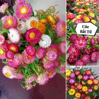 200 hạt giống hoa cúc bất tử 💖 NẢY MẦM CỰC ĐỈNH💖 hoa quanh năm