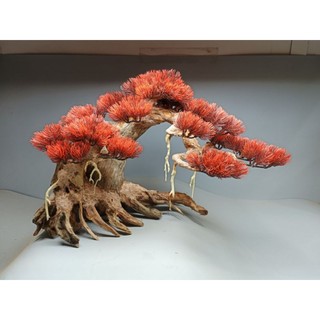 Cây gỗ lũa Bonsai dành cho bể cá cảnh kích thước lớn 70cm trở lên. Có nhiều mẫu
