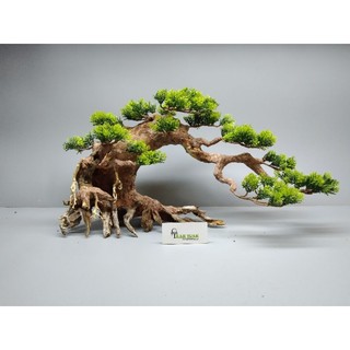 Cây gỗ lũa Bonsai dành cho bể cá cảnh kích thước lớn 70cm trở lên. Có nhiều mẫu