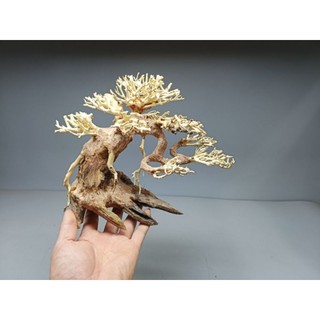 Cây gỗ lũa bonsai dáng cổ thụ. Dáng Huyền.Dành cho bể nhỏ dưới 80 cm