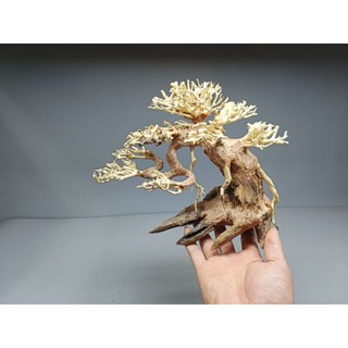 Cây gỗ lũa bonsai dáng cổ thụ. Dáng Huyền.Dành cho bể nhỏ dưới 80 cm