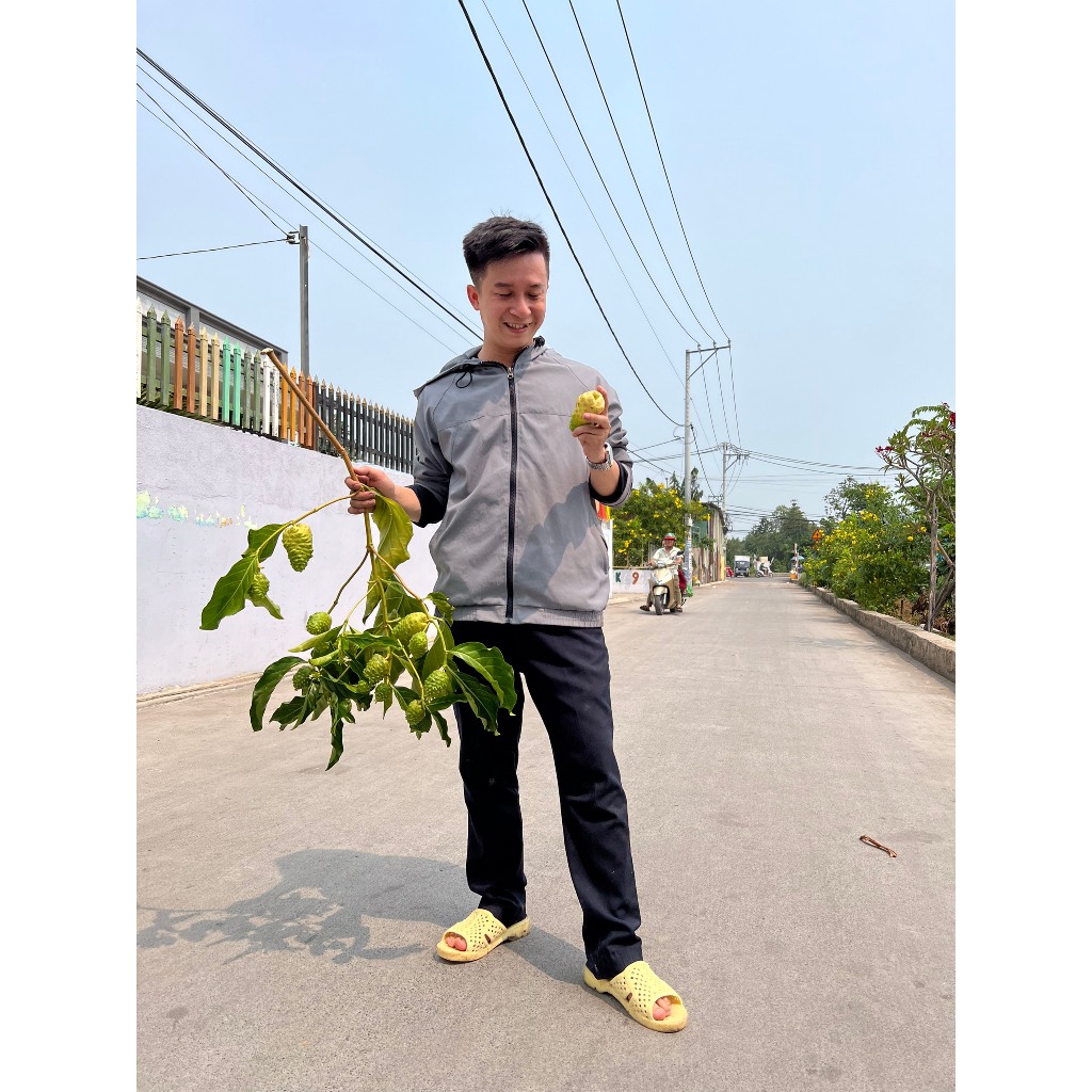 Rễ cây nhàu túi zip 500gr đun nước tiện lợi