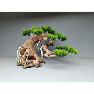 Cây gỗ lũa cho bể cá cảnh kích thước dưới 60 cm. Tán Tùng, đế đá