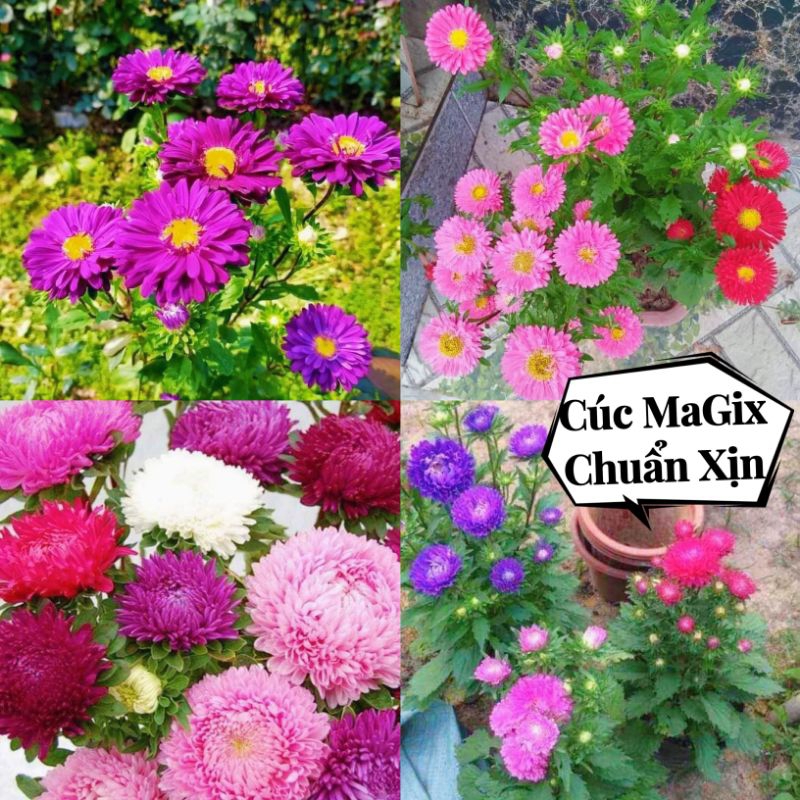 200 hạt giống hoa cúc magix 💖  Chuẩn Xịn 💖 hoa quanh năm, chất lượng cao.