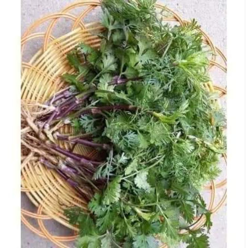 0,5 kg rau mùi chịu nhiệt mùi tía thơm