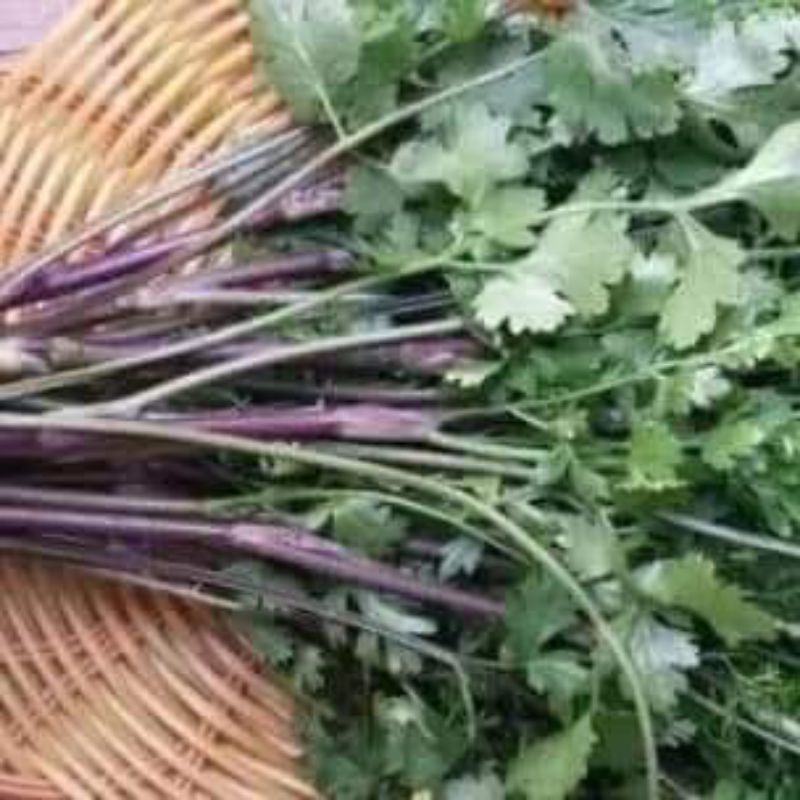 0,5 kg rau mùi chịu nhiệt mùi tía thơm