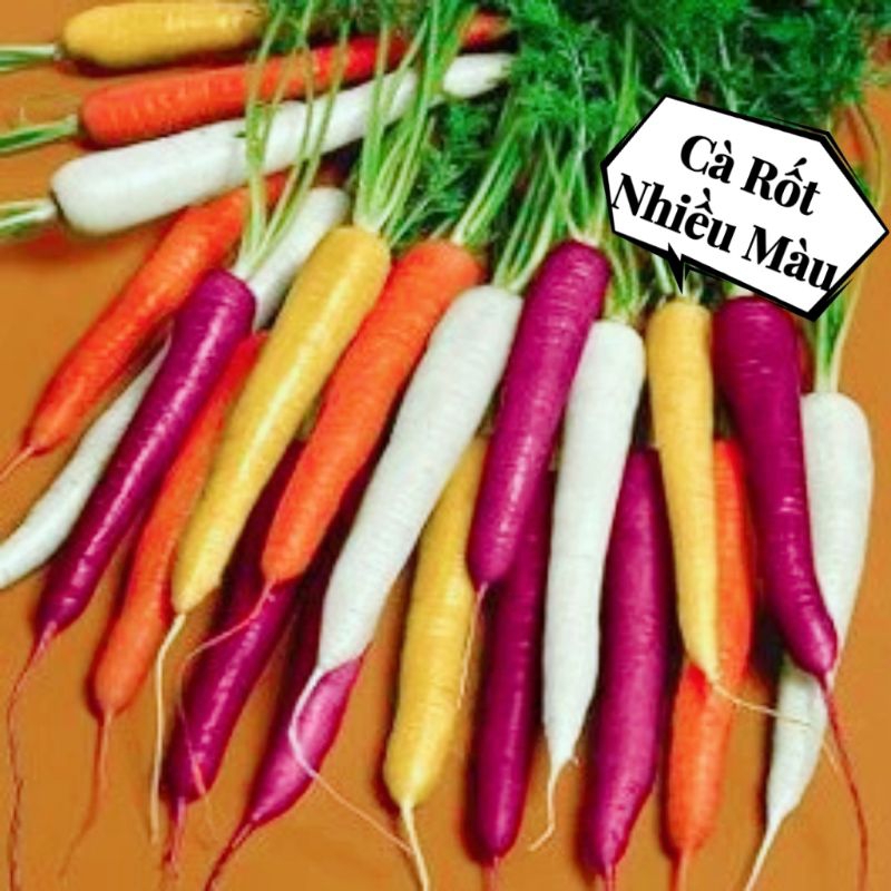 HẠT GIỐNG CÀ RỐT NHIỀU MÀU, MỚI LẠ, RẤT BẮT MẮT, ĂN CỰC NGON.
