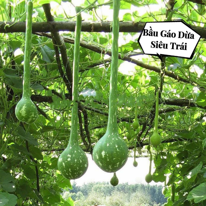 5 HẠT GIỐNG BẦU GÁO DỪA ĐỘC LẠ,🌟ĐẸP MẮT, ĂN CỰC NGON