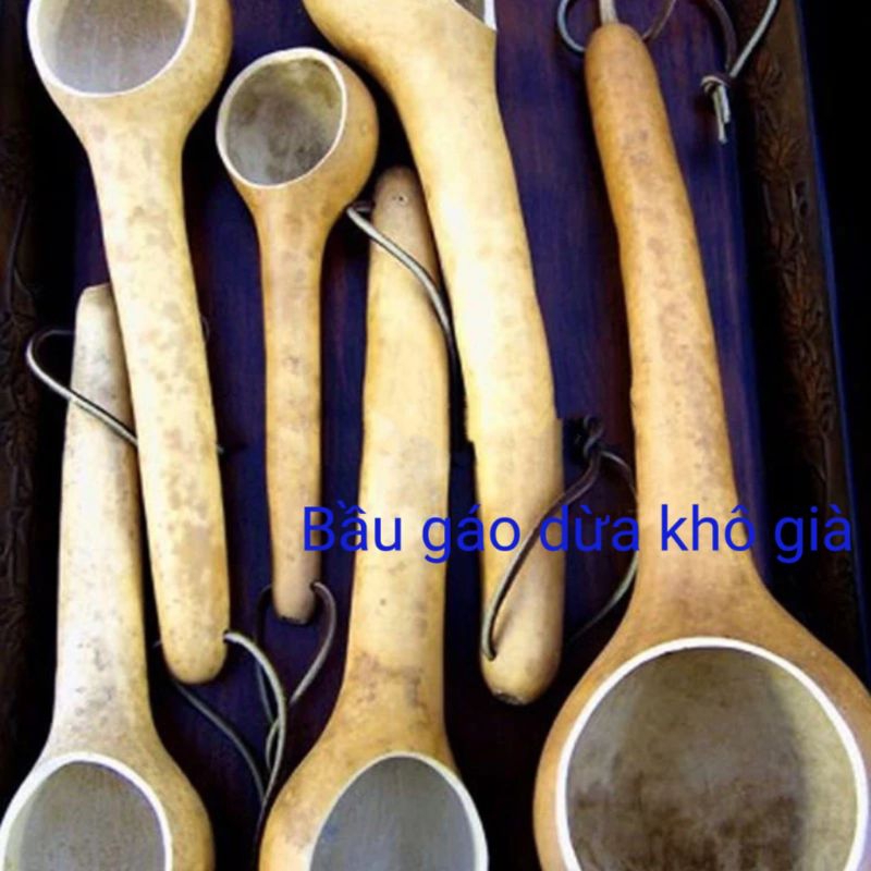 5 HẠT GIỐNG BẦU GÁO DỪA ĐỘC LẠ,🌟ĐẸP MẮT, ĂN CỰC NGON