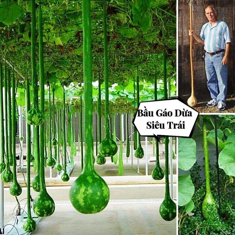 5 HẠT GIỐNG BẦU GÁO DỪA ĐỘC LẠ,🌟ĐẸP MẮT, ĂN CỰC NGON