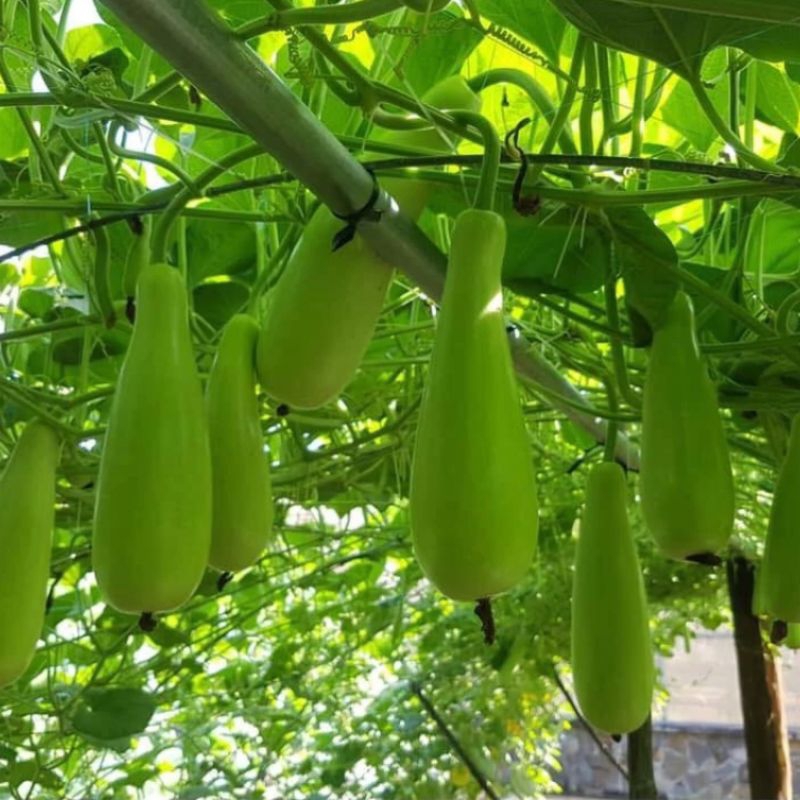 2 Gr Hạt Giống Bầu Xị F1 Siêu Trái💯 Nảy Mầm Cực Đỉnh, Năng Suất Cao