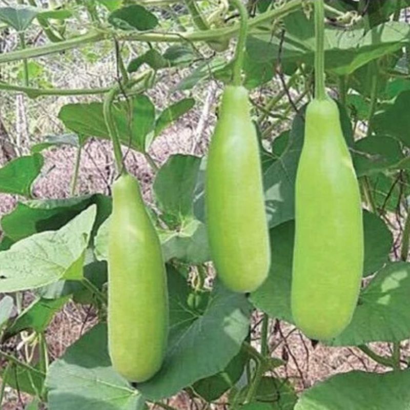 2 Gr Hạt Giống Bầu Xị F1 Siêu Trái💯 Nảy Mầm Cực Đỉnh, Năng Suất Cao