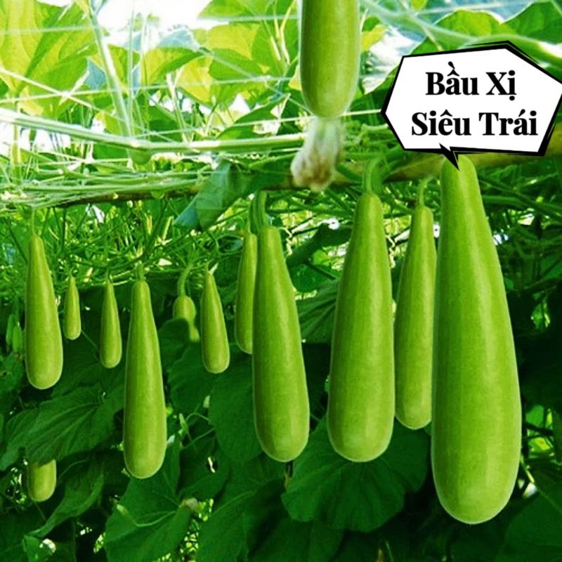 2 Gr Hạt Giống Bầu Xị F1 Siêu Trái💯 Nảy Mầm Cực Đỉnh, Năng Suất Cao