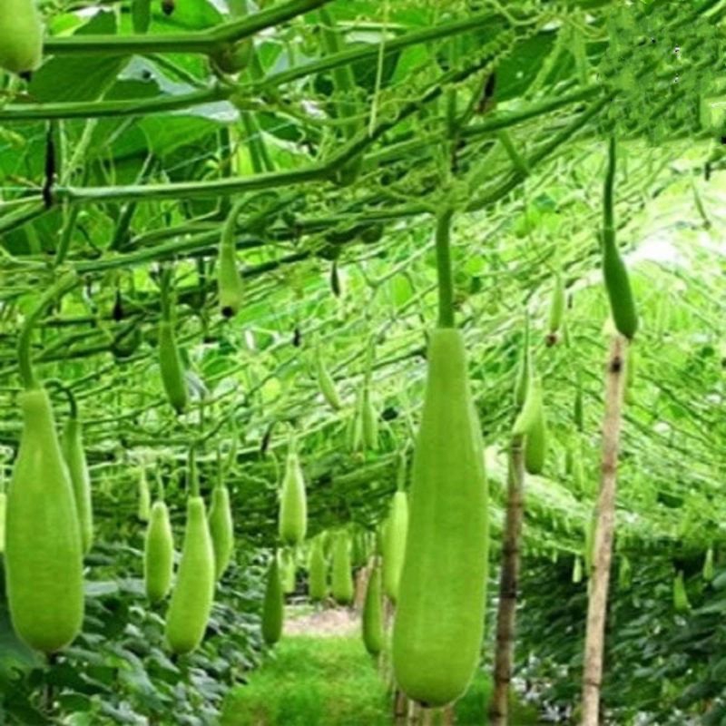 2 Gr Hạt Giống Bầu Xị F1 Siêu Trái💯 Nảy Mầm Cực Đỉnh, Năng Suất Cao