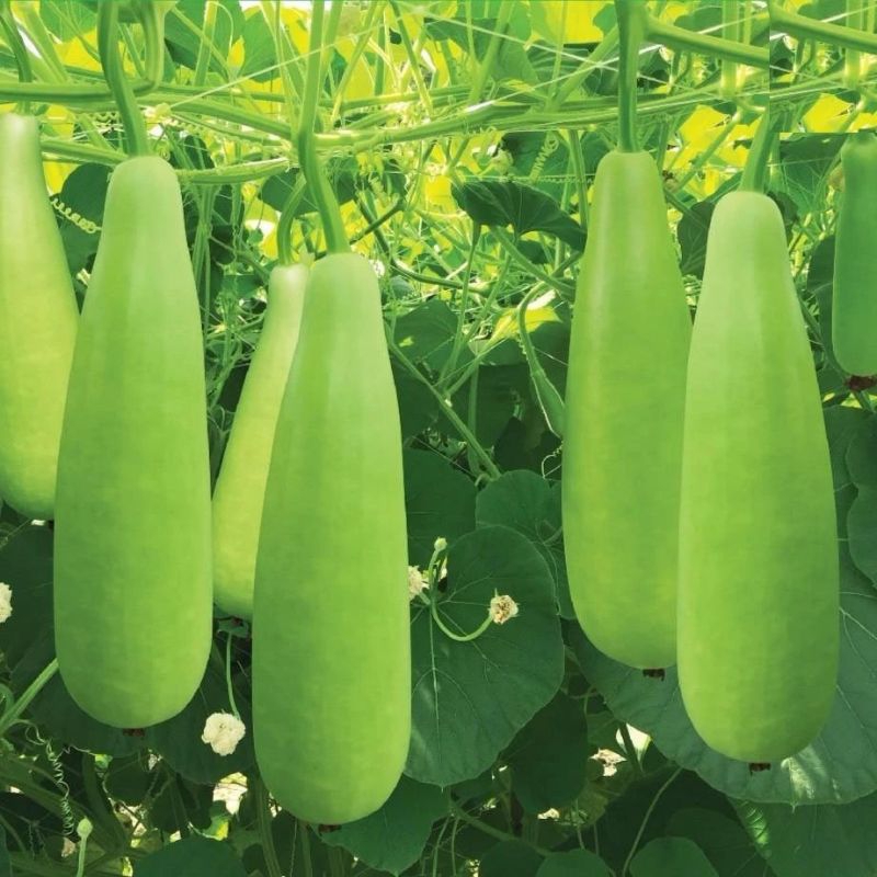 2 Gr Hạt Giống Bầu Xị F1 Siêu Trái💯 Nảy Mầm Cực Đỉnh, Năng Suất Cao