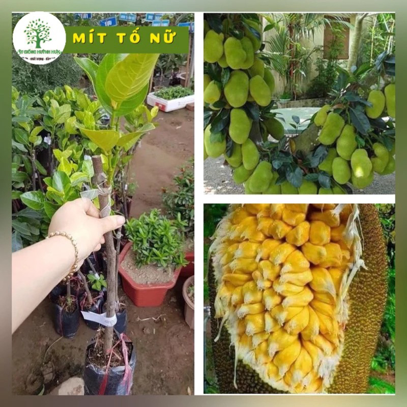 Cây Giống mít tố nữ | Shopee Việt Nam