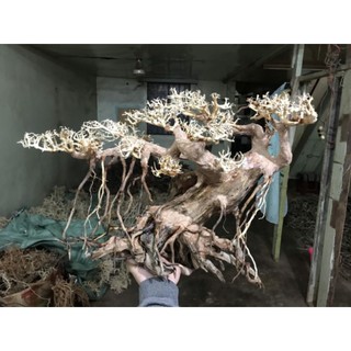 Gỗ lũa bonsai làm bằng gỗ lũa tự nhiên ,tán xương Dành cho bể cá thủy sinh.