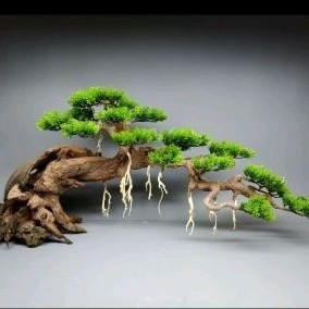 Gỗ lũa bonsai dành cho bể cá cảnh, bể thủy sinh kích thước bể 90cm trở lên.Tán tùng nhựa. Mẫu dáng huyền