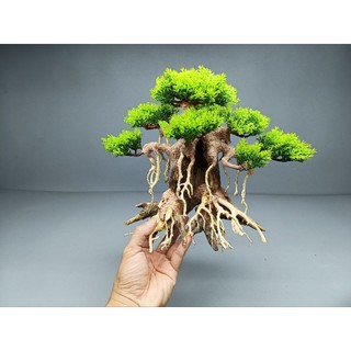 Cây gỗ lũa cho bể cá cảnh kích thước 60 dến 1m2. Tán Tùng giả
