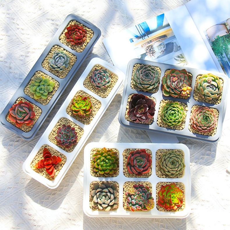 Ảnh Chậu trồng sen đá MONROVIA, trồng cây mini, hoa nhí, xương rồng, bonsai kèm đĩa lót 2