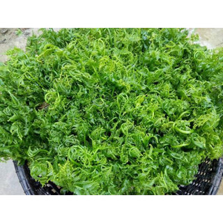 Dớn tươi Sphagnum , dớn xanh và dớn đỏ chơi tiểu cảnh, terrarium,bán cạn, dòng cây bắt mồi hay hoa lan
