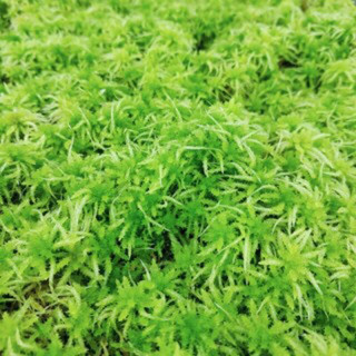 Dớn tươi Sphagnum , dớn xanh và dớn đỏ chơi tiểu cảnh, terrarium,bán cạn, dòng cây bắt mồi hay hoa lan