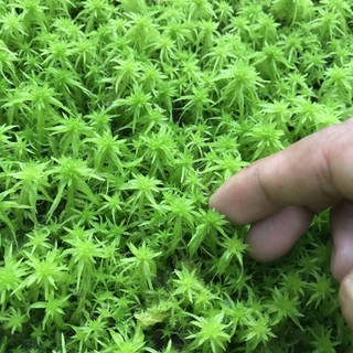 Dớn tươi Sphagnum , dớn xanh và dớn đỏ chơi tiểu cảnh, terrarium,bán cạn, dòng cây bắt mồi hay hoa lan