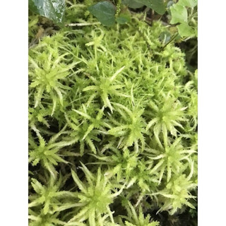 Dớn tươi Sphagnum , dớn xanh và dớn đỏ chơi tiểu cảnh, terrarium,bán cạn, dòng cây bắt mồi hay hoa lan