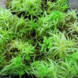 Dớn tươi Sphagnum , dớn xanh và dớn đỏ chơi tiểu cảnh, terrarium,bán cạn, dòng cây bắt mồi hay hoa lan