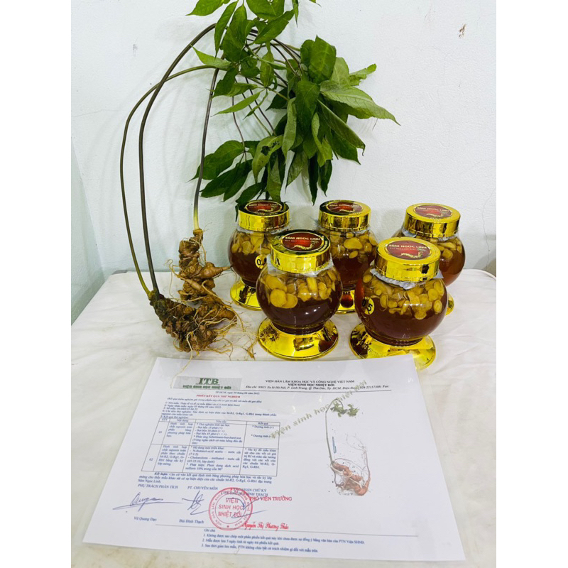 Sâm Ngọc Linh( Sâm Lai Châu) thái lát ngâm mật ong rừng tự nhiên 500gr