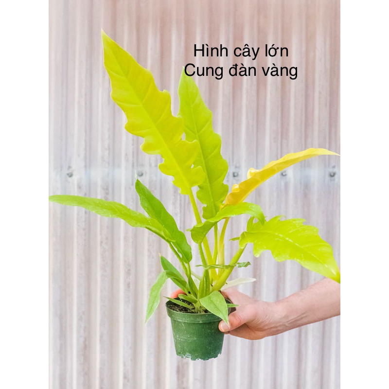 🪴 Cây Philodendron Ring of fire GOLD (cung đàn VÀNG)/ Kiểng lá/ cây ...
