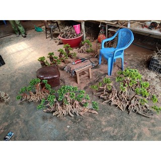 Gỗ lũa bonsai "Mẫu đại thụ" dùng trang trí cho bể cá cảnh.