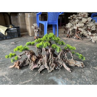 Gỗ lũa bonsai "Mẫu đại thụ" dùng trang trí cho bể cá cảnh.