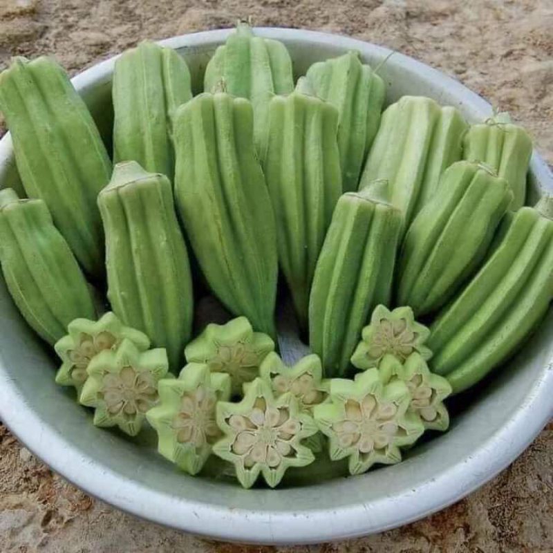 2Gr Hạt Giống Đậu Bắp DaVid Mỹ💯 Khổng Lồ Ăn Cực Ngon
