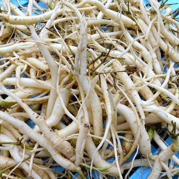 1KG SÂM DÂY NGỌC LINH TƯƠI XÔ