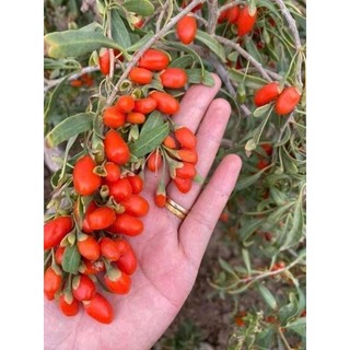Kỳ Tử Đỏ [HÀNG LOẠI 1 QUẢ TO ĐỀU] Hộp 500g - 1Kg