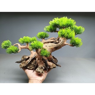Cây gỗ lũa Bonsai cho bể cá cảnh, bể thủy sinh kích thước từ 40cm trở lên