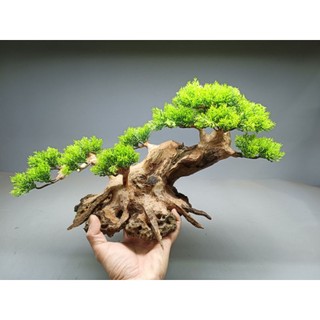 Cây gỗ lũa Bonsai cho bể cá cảnh, bể thủy sinh kích thước từ 40cm trở lên