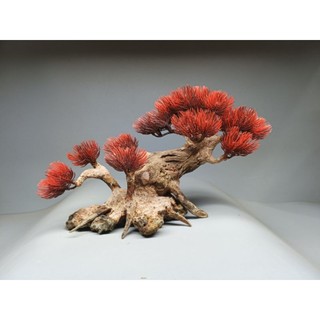 Cây gỗ lũa Bonsai cho bể cá cảnh, bể thủy sinh kích thước từ 40cm trở lên