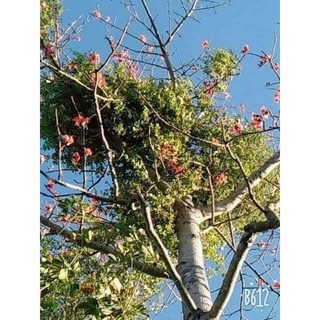 Tầm Gửi Gạo Tía [HÀNG CHUẨN TÂY BẮC_SẠCH_NGUYÊN CHẤT] Gói loại 1kg