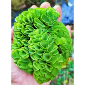 bèo tai chuột combo 5 cây 15xu
