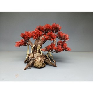 Cây Gỗ Lũa Bonsai dành cho bể cá cảnh, bể thủy sinh. Mẫu Đối Lưng