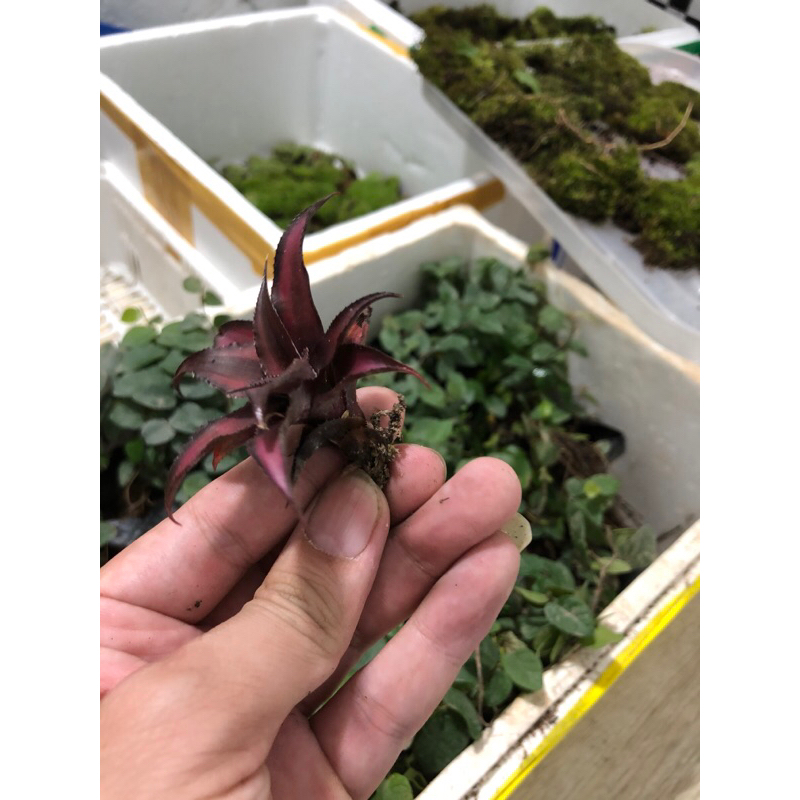Dứa tiểu phụng mini trang trí bán cạn,terrarium giá siêu tốt