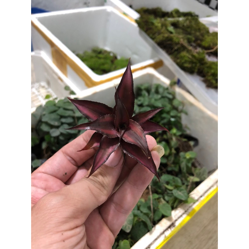 Dứa tiểu phụng mini trang trí bán cạn,terrarium giá siêu tốt
