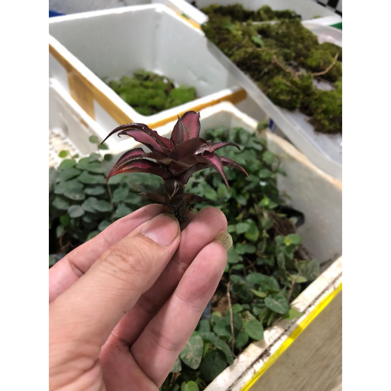 Dứa tiểu phụng mini trang trí bán cạn,terrarium giá siêu tốt