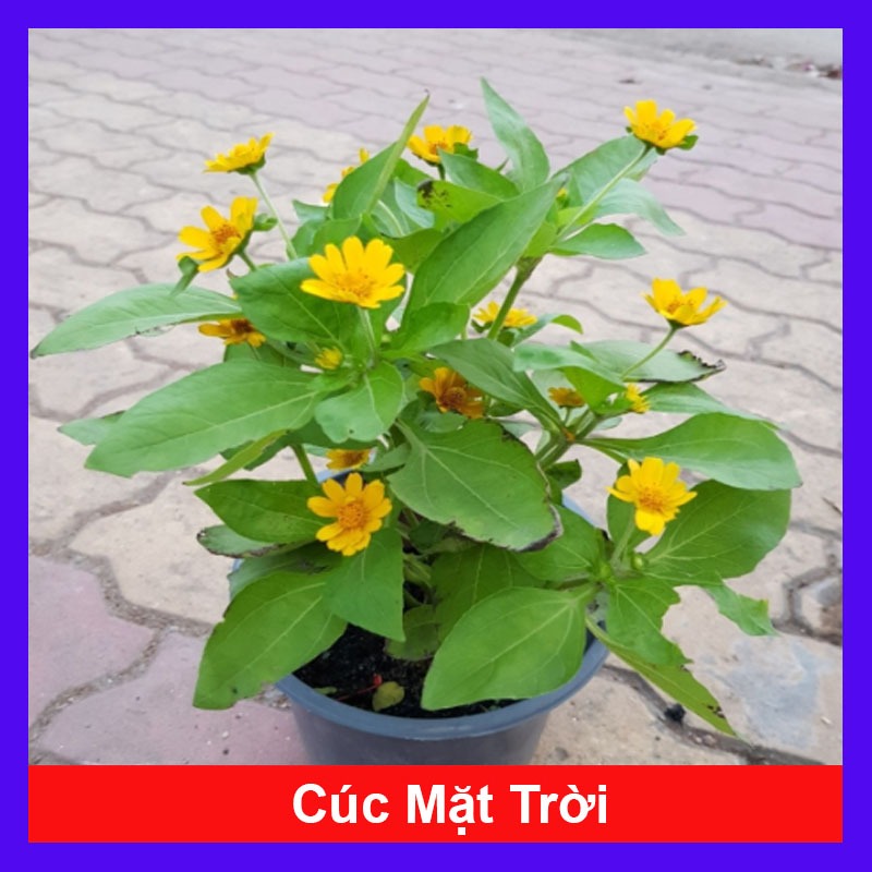 Cây Hoa Cúc Mặt Trời , mang lại may mắn, cây cao 30cm video thực tế