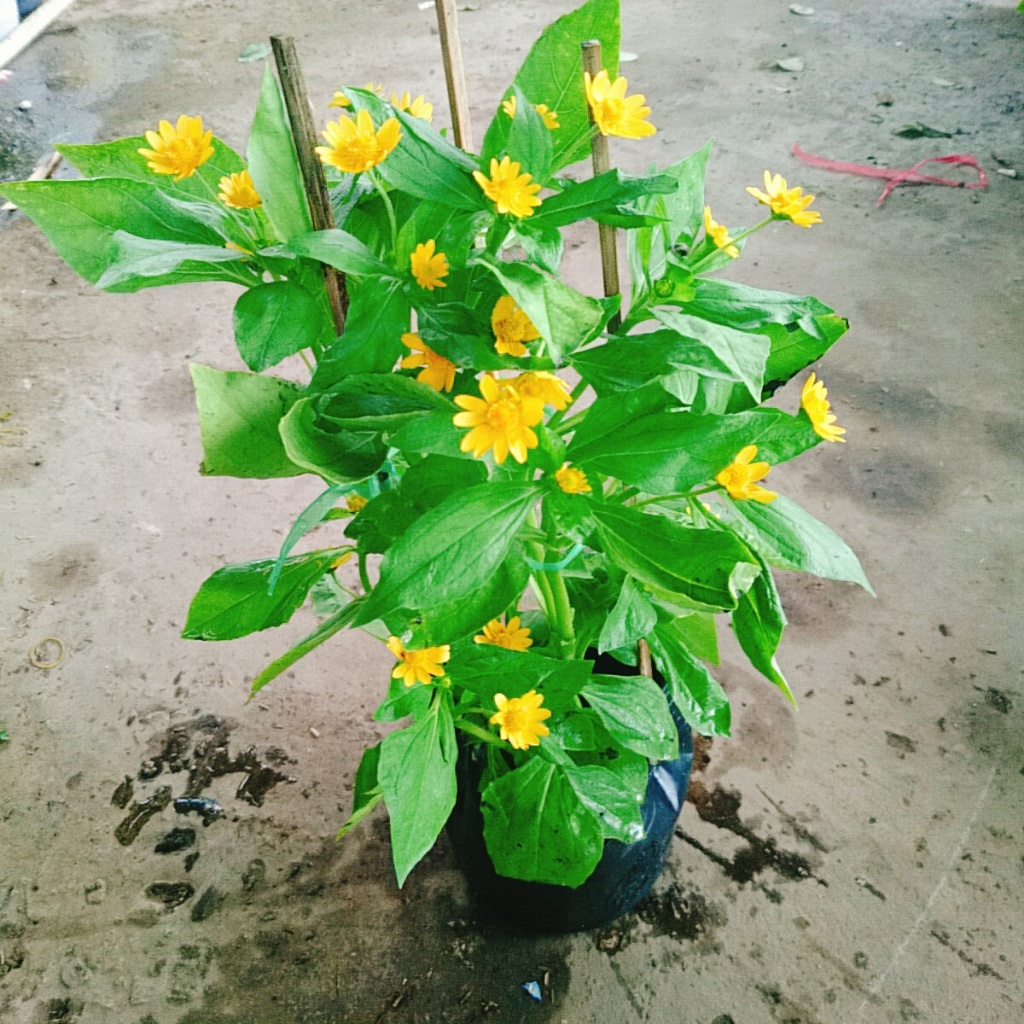Cây Hoa Cúc Mặt Trời , mang lại may mắn, cây cao 30cm video thực tế