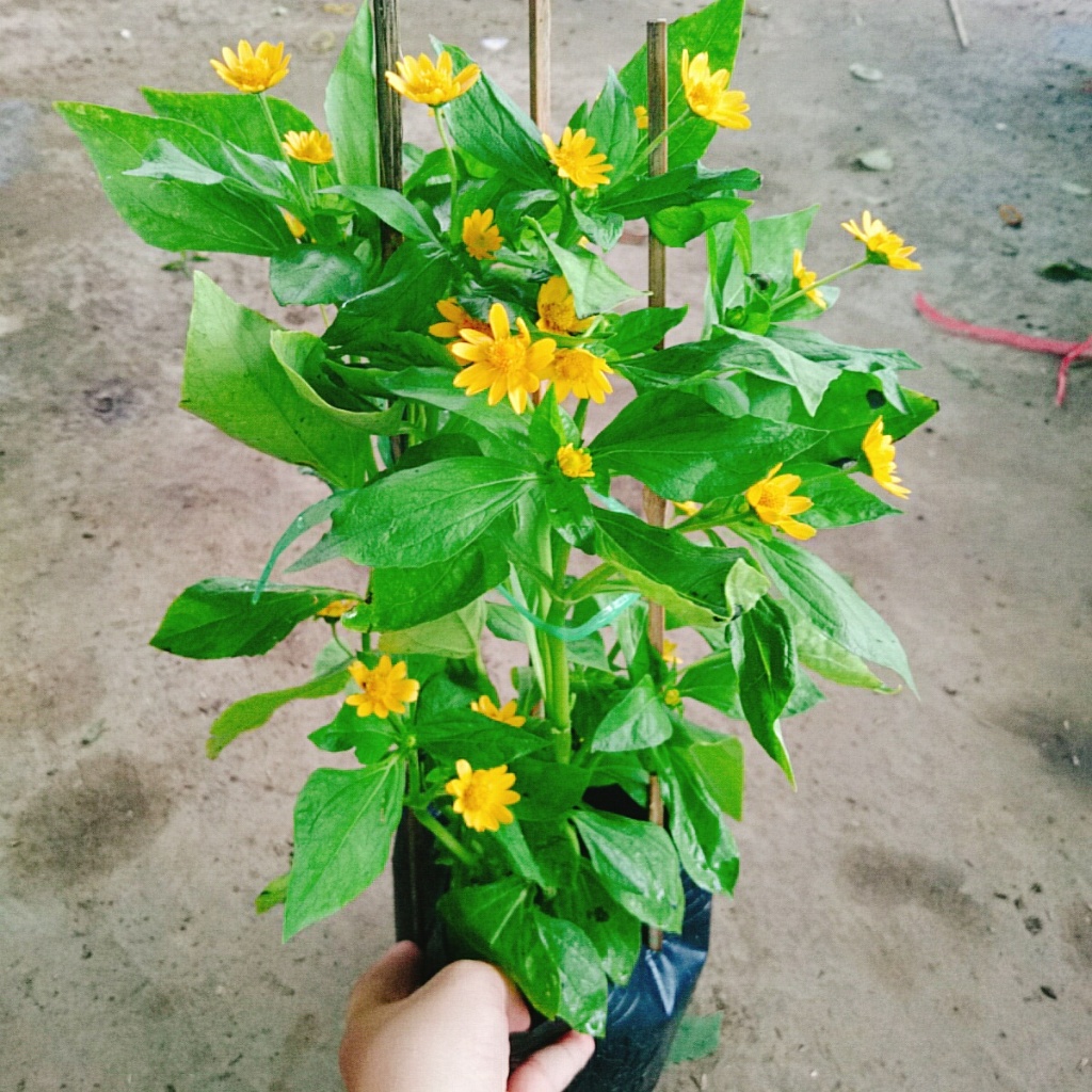 Cây Hoa Cúc Mặt Trời , mang lại may mắn, cây cao 30cm video thực tế