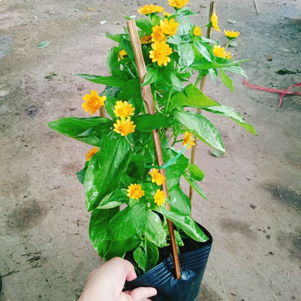 Cây Hoa Cúc Mặt Trời , mang lại may mắn, cây cao 30cm video thực tế