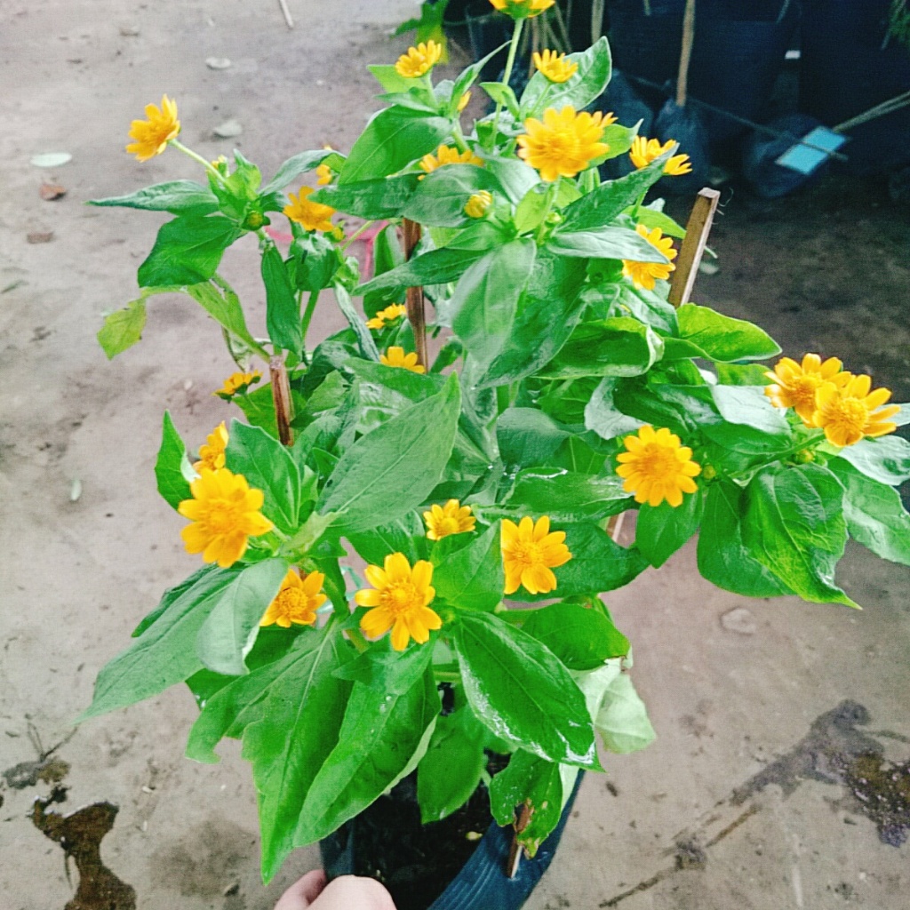Cây Hoa Cúc Mặt Trời , mang lại may mắn, cây cao 30cm video thực tế